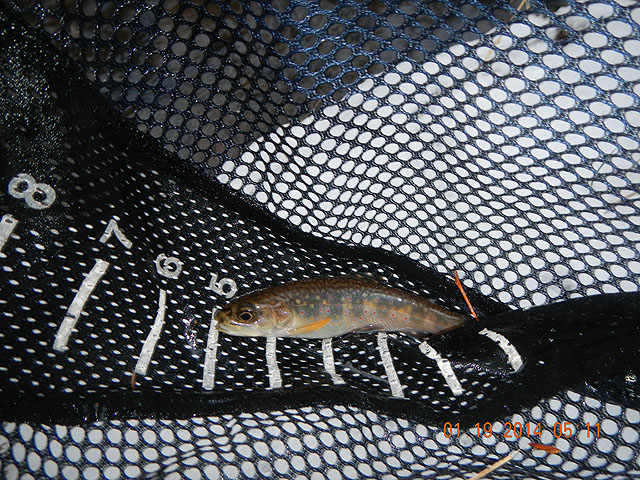 mlk and misc 01-20-2014 026.jpg -                                Last fish of the trip went to Gary E.!